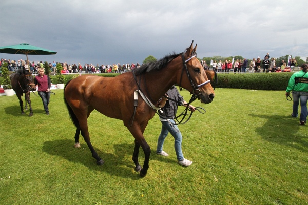 Bult VGH2011   029.jpg